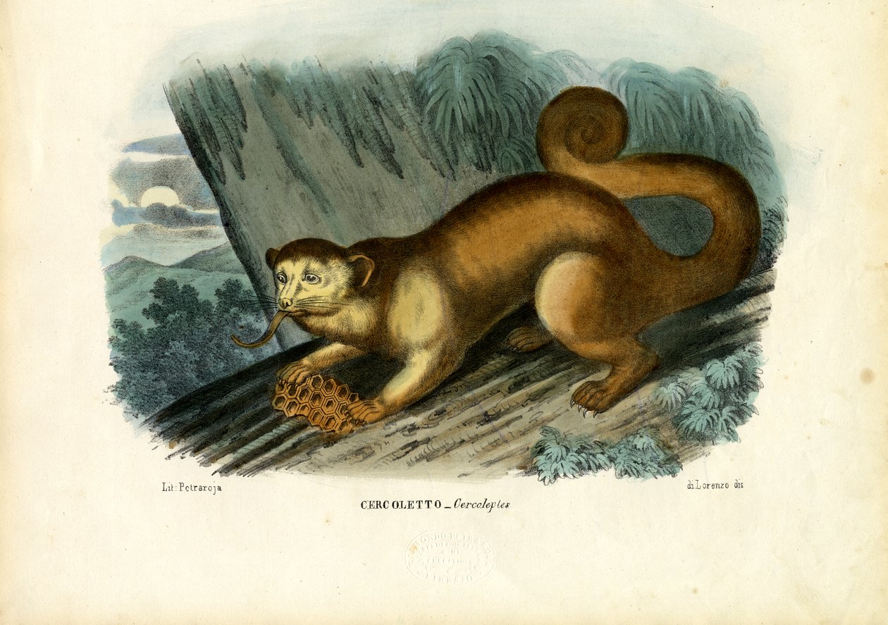 Kinkajou, 1863-79 tekijältä Raimundo Petraroja