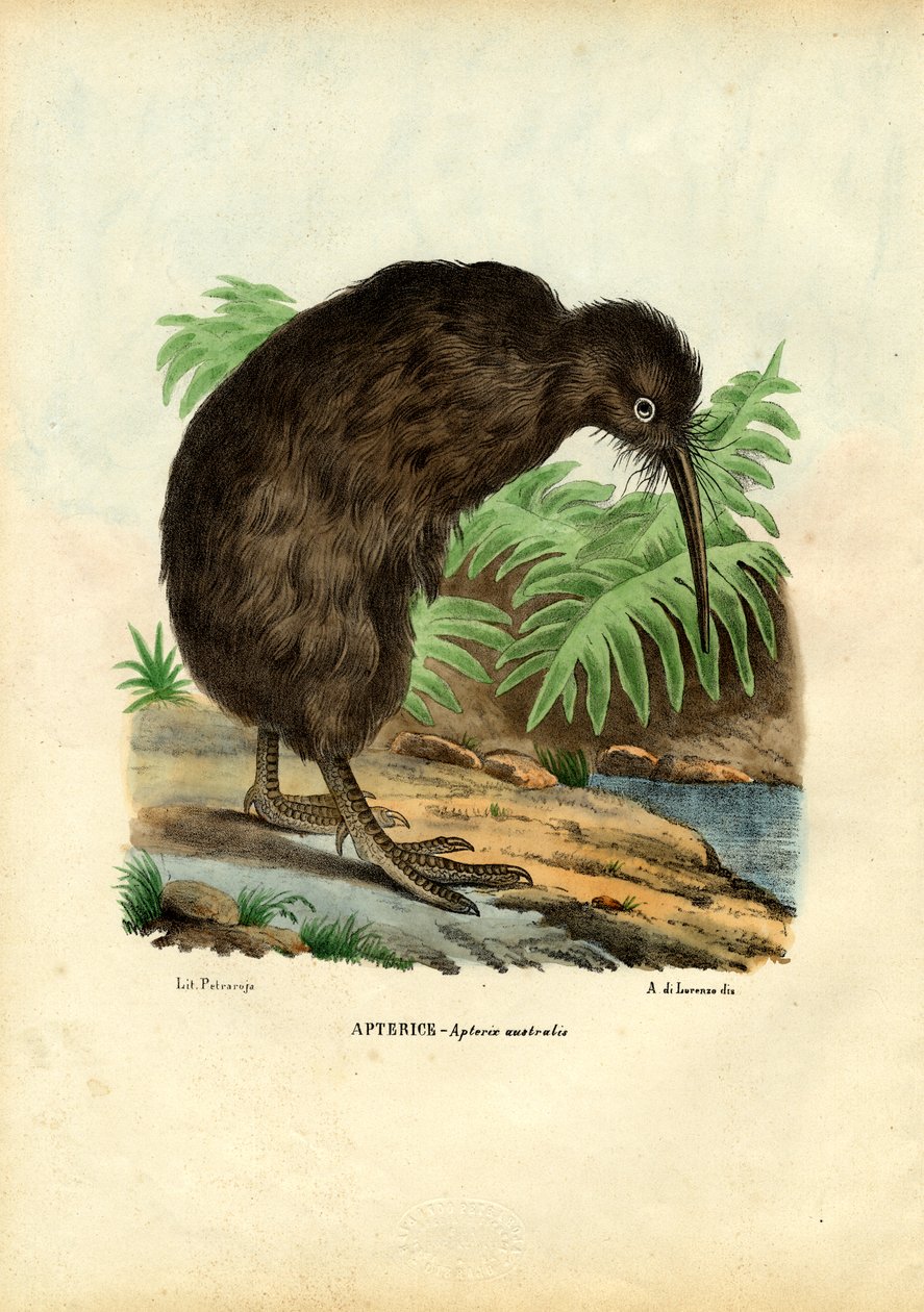 Kiwi, 1863-79 tekijältä Raimundo Petraroja