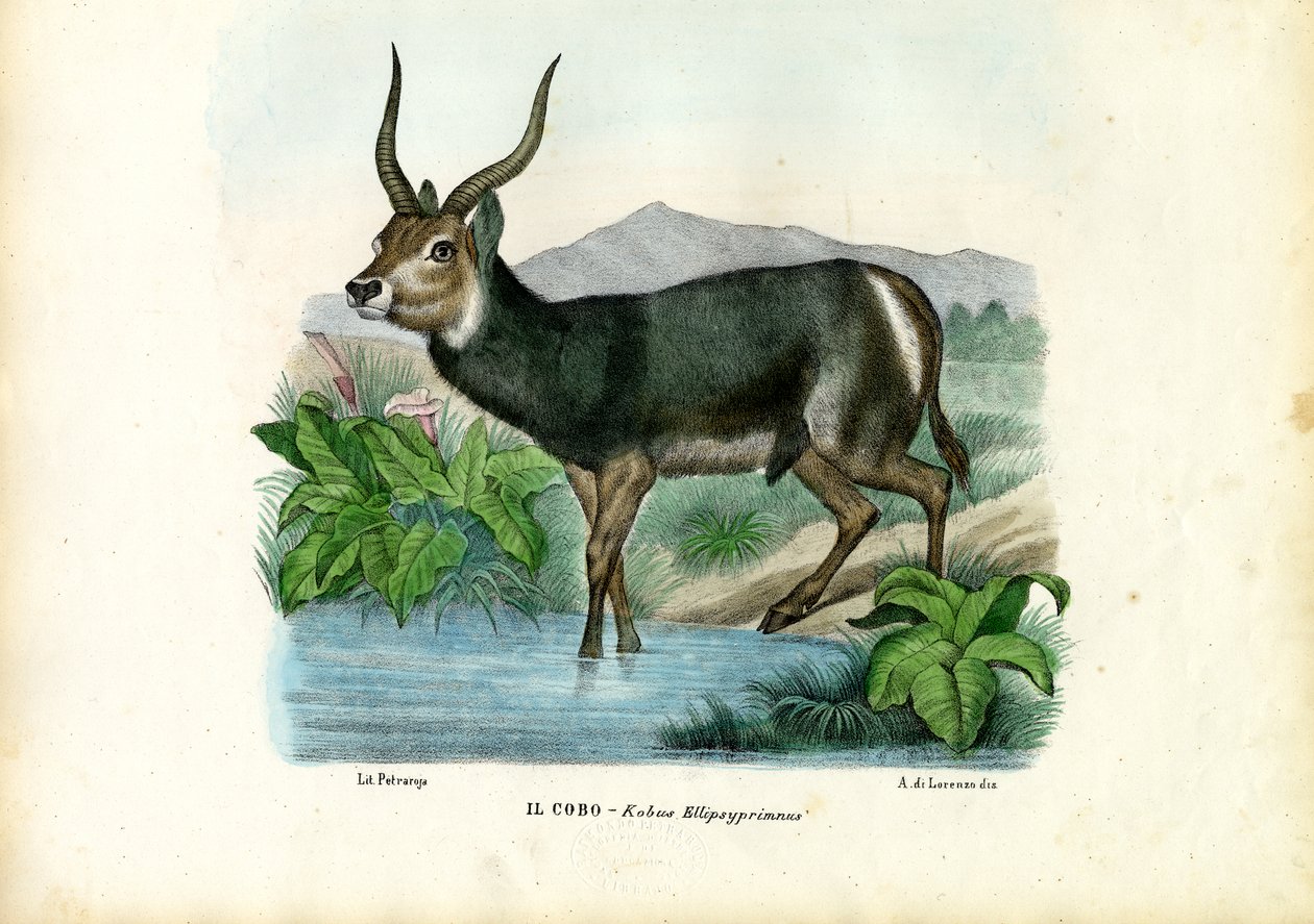 Kob, 1863-79 tekijältä Raimundo Petraroja