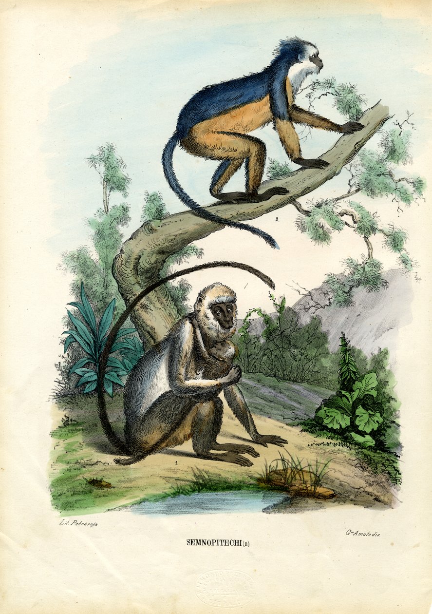 Languurit, 1863-79 tekijältä Raimundo Petraroja