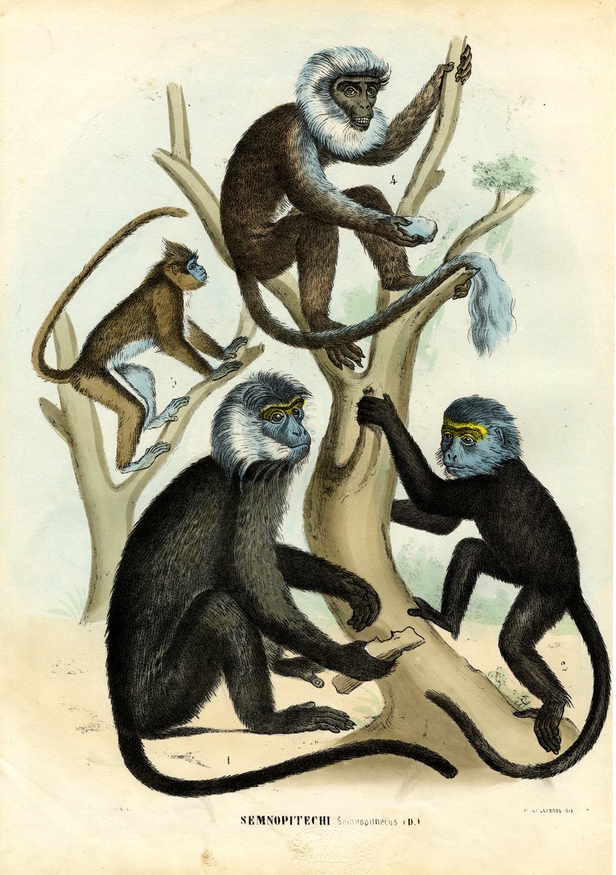 Langurs, 1863-79 tekijältä Raimundo Petraroja