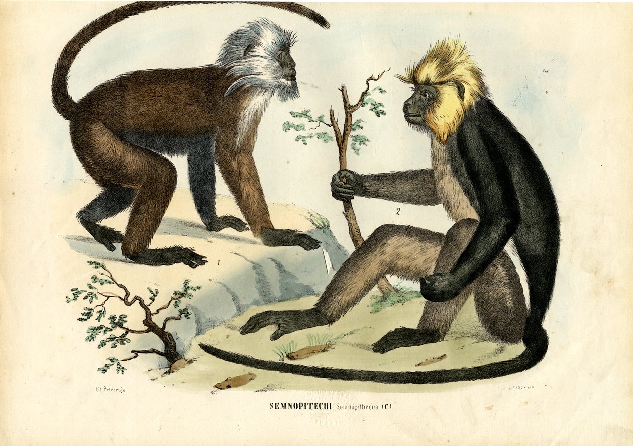 Languurit, 1863-79 tekijältä Raimundo Petraroja