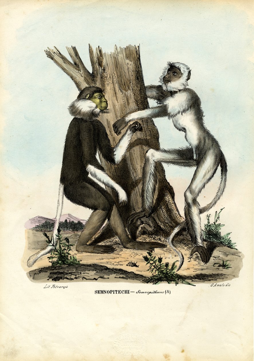 Languurit, 1863-79 tekijältä Raimundo Petraroja