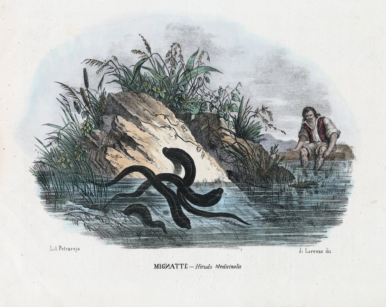 Iilimatot, 1863-79 tekijältä Raimundo Petraroja