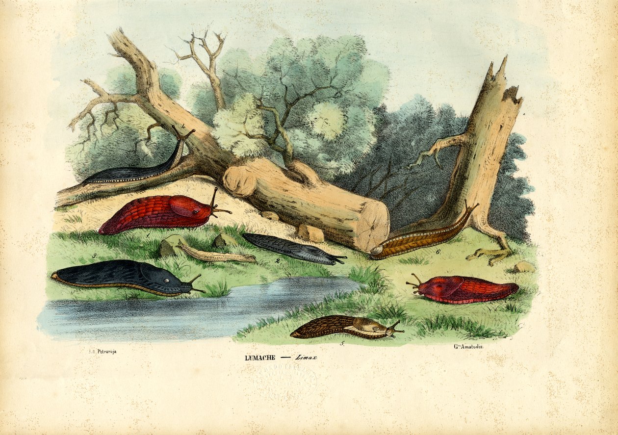 Limax-etana, 1863-79 tekijältä Raimundo Petraroja