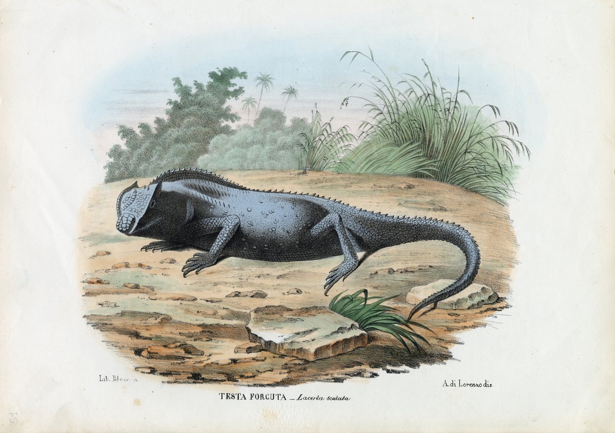 Lisko, 1863-79 tekijältä Raimundo Petraroja