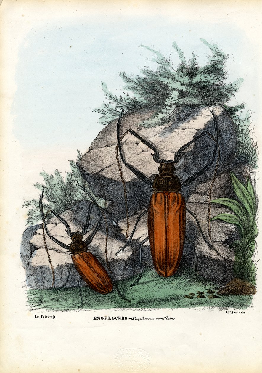 Longhorn Beetle, 1863-79 tekijältä Raimundo Petraroja