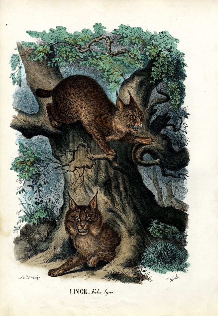 Lynx, 1863-79 tekijältä Raimundo Petraroja