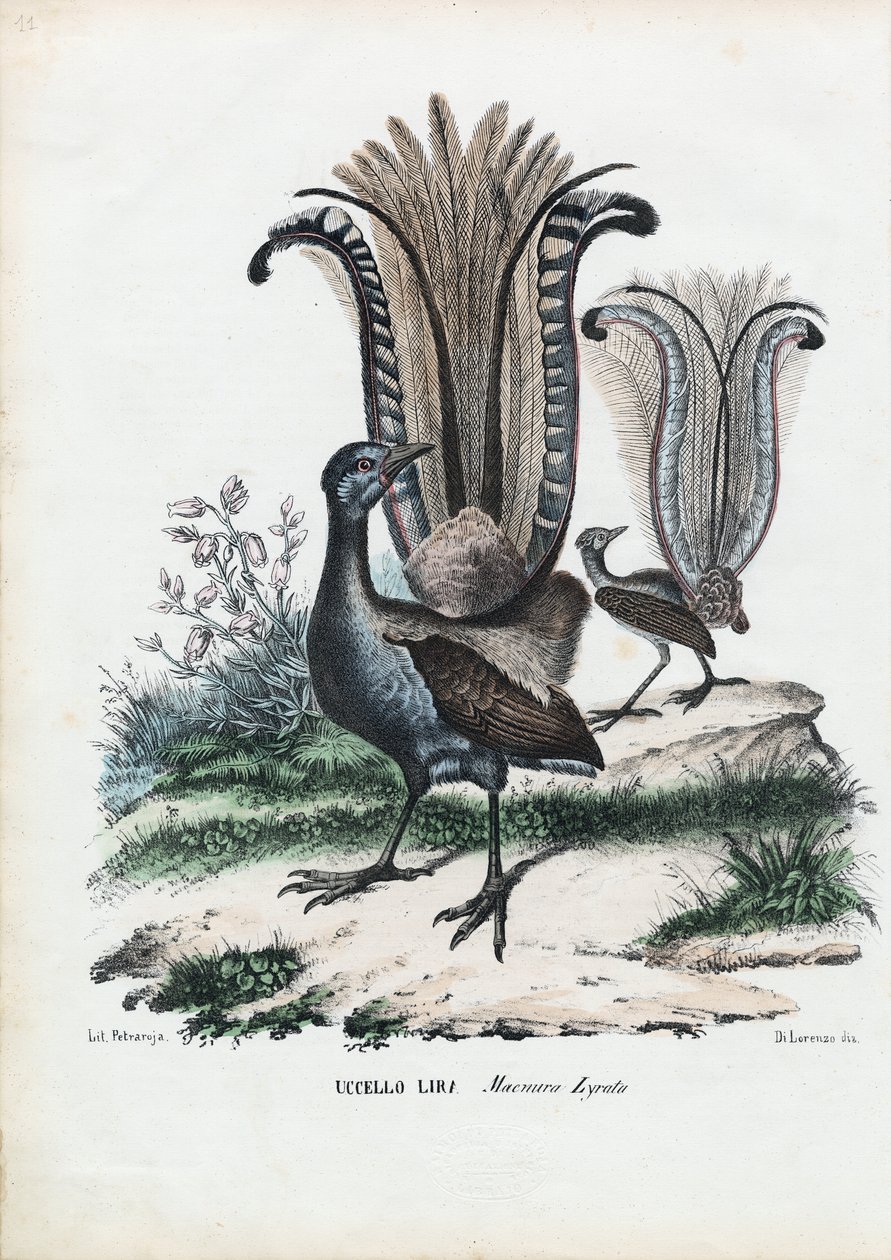 Lyrebird, 1863-79 tekijältä Raimundo Petraroja