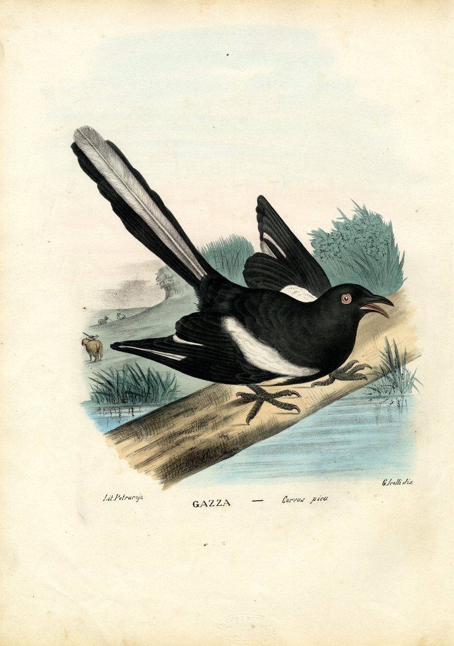 Harakka, 1863-79 tekijältä Raimundo Petraroja