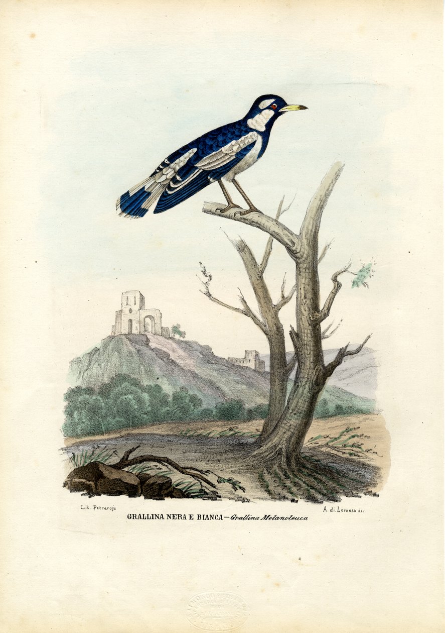 Harakka-Lark, 1863-79 tekijältä Raimundo Petraroja