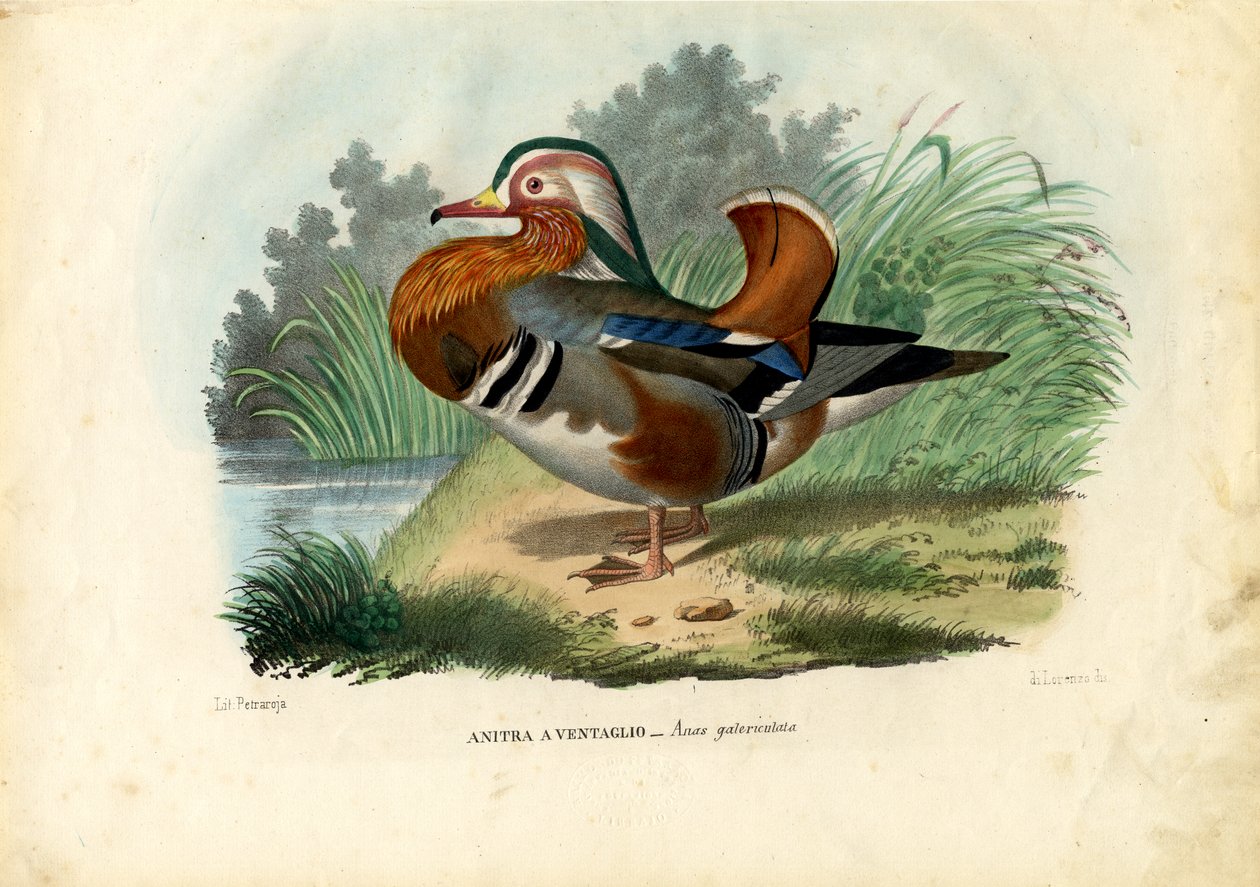 Mandariiniankka, 1863-79 tekijältä Raimundo Petraroja