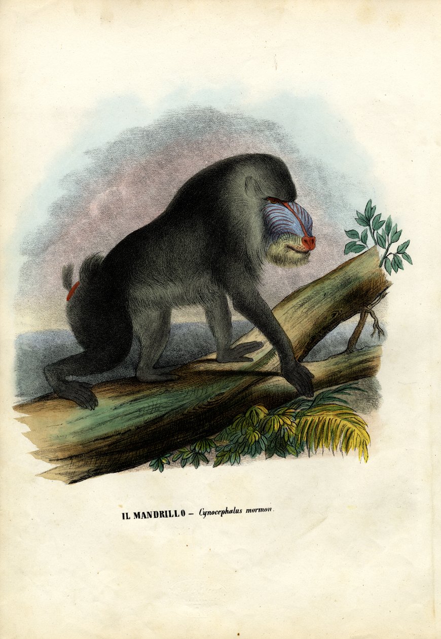 Mandrill, 1863-79 tekijältä Raimundo Petraroja