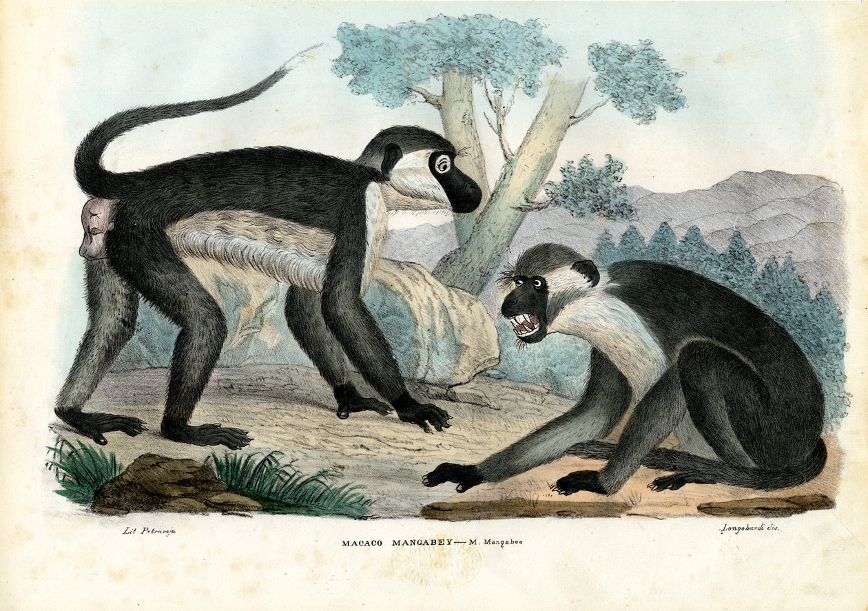 Mangabey, 1863-79 tekijältä Raimundo Petraroja