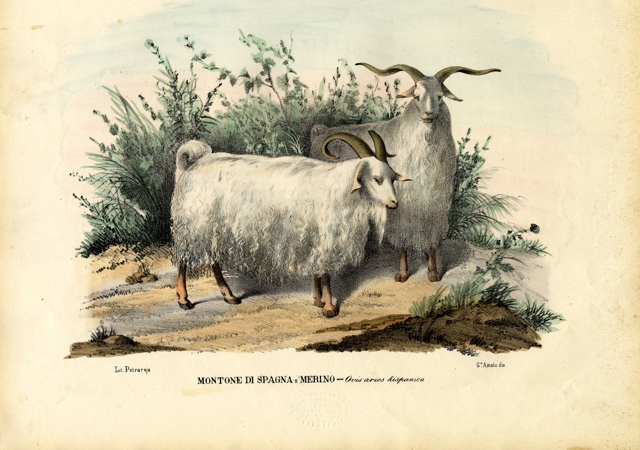 Merinolammas, 1863-79 tekijältä Raimundo Petraroja