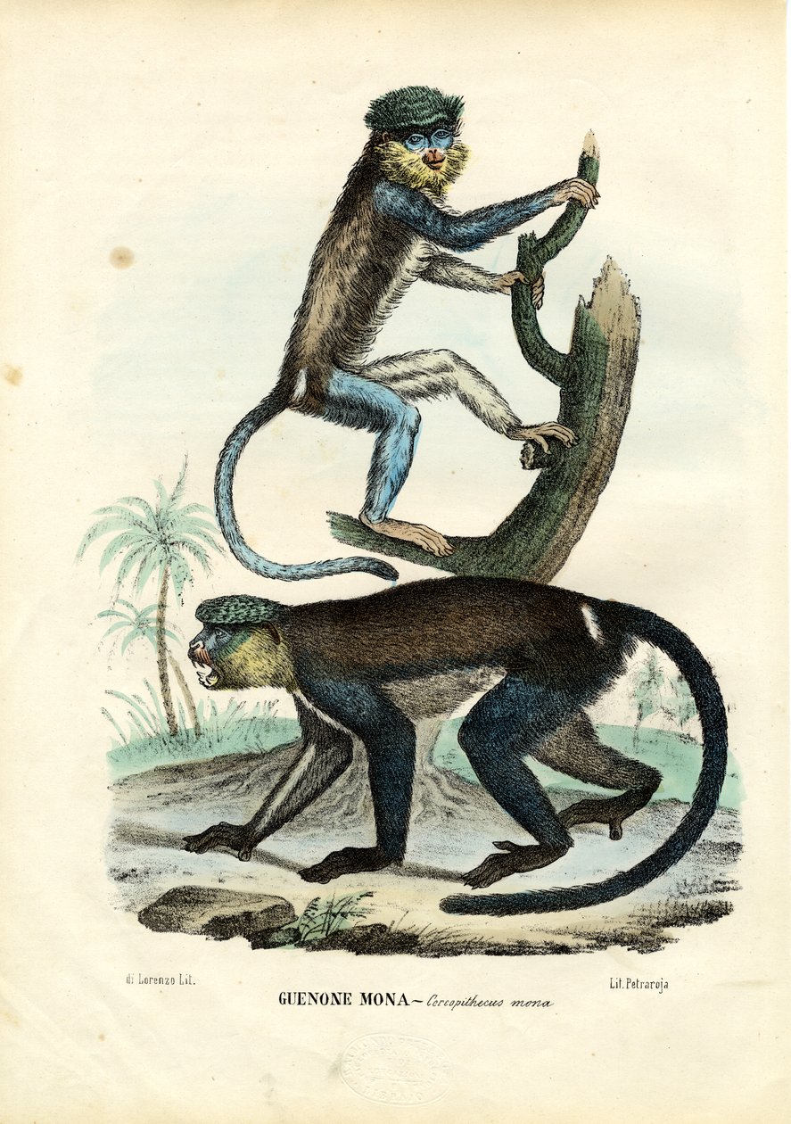 Mona Monkey, 1863-79 tekijältä Raimundo Petraroja