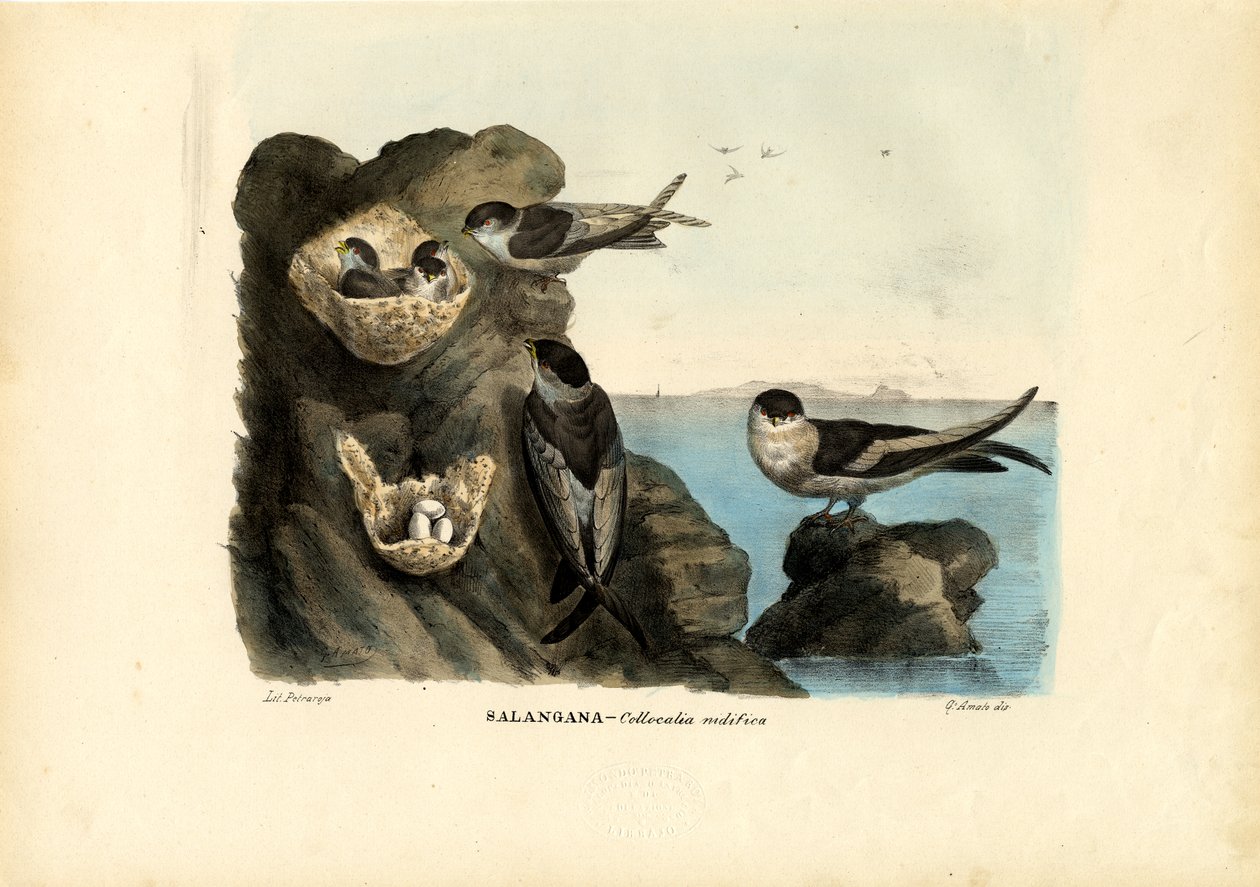 Mossy-Nest Swiftlet, 1863-79 tekijältä Raimundo Petraroja