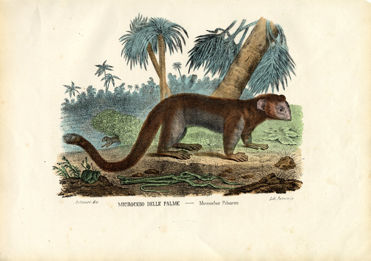 Hiirilemur, 1863-79 tekijältä Raimundo Petraroja