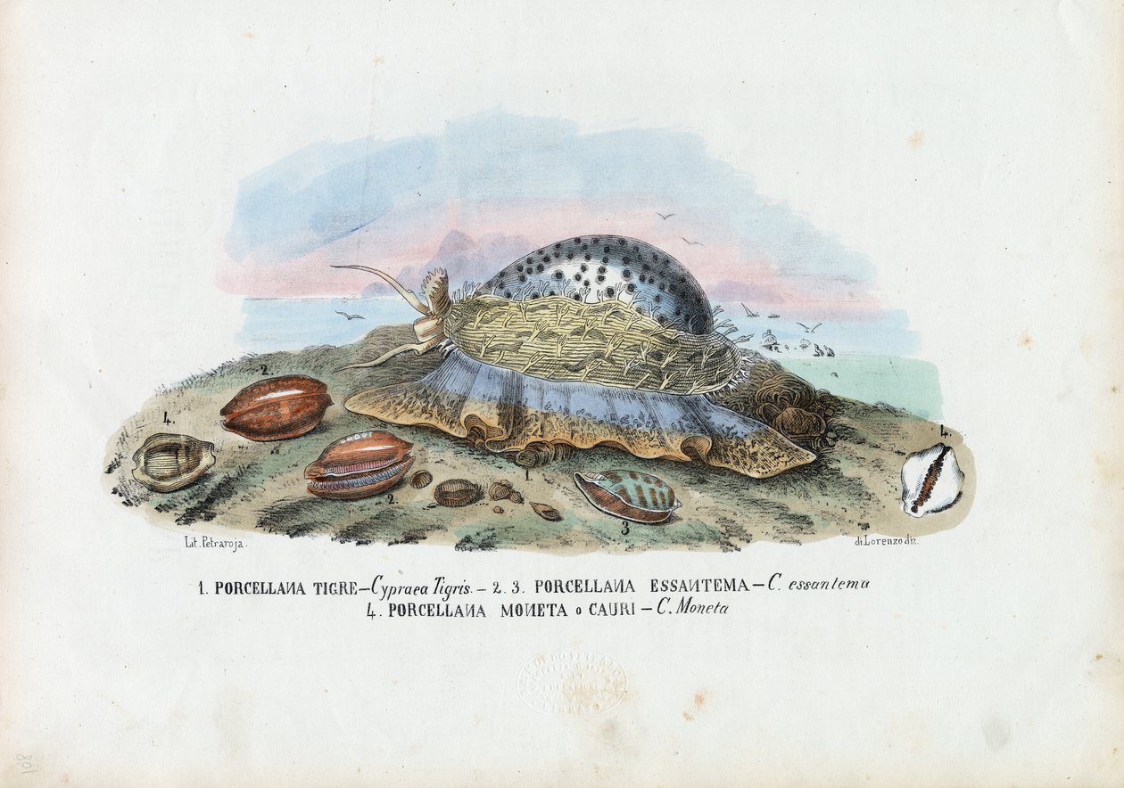 Sinisimpukat, 1863-79 tekijältä Raimundo Petraroja