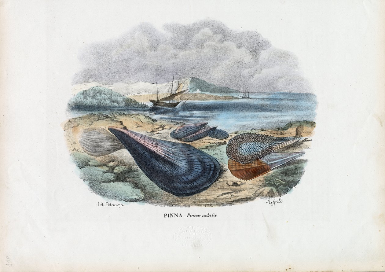 Sinisimpukat, 1863-79 tekijältä Raimundo Petraroja