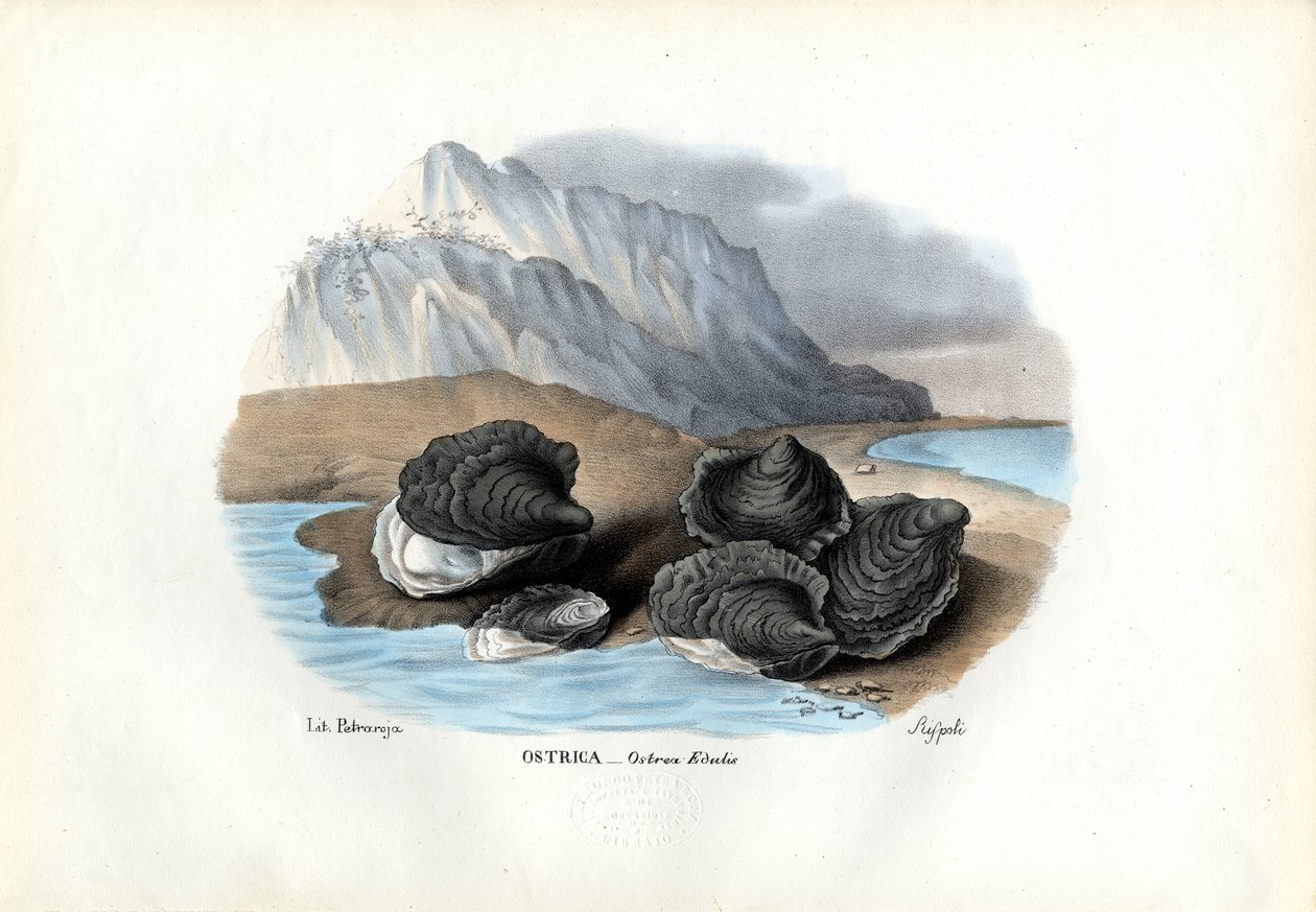 Sinisimpukat, 1863-79 tekijältä Raimundo Petraroja