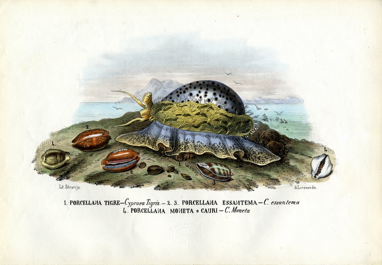 Sinisimpukat, 1863-79 tekijältä Raimundo Petraroja