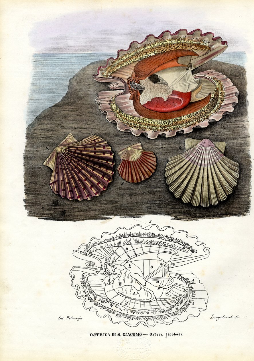 Sinisimpukat, 1863-79 tekijältä Raimundo Petraroja
