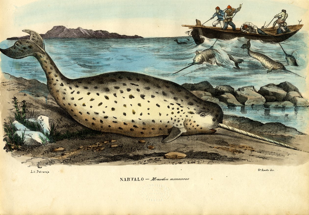 Narwhal, 1863-79 tekijältä Raimundo Petraroja