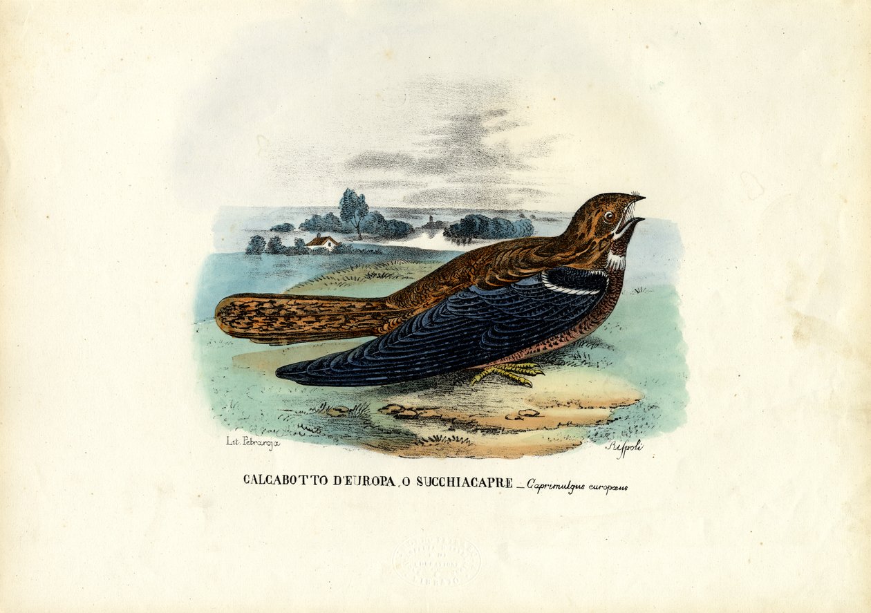 Nightjar, 1863-79 tekijältä Raimundo Petraroja