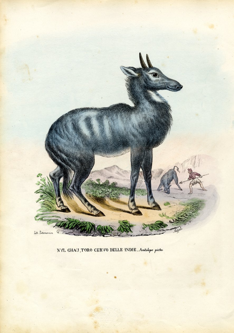 Nilgai, 1863-79 tekijältä Raimundo Petraroja