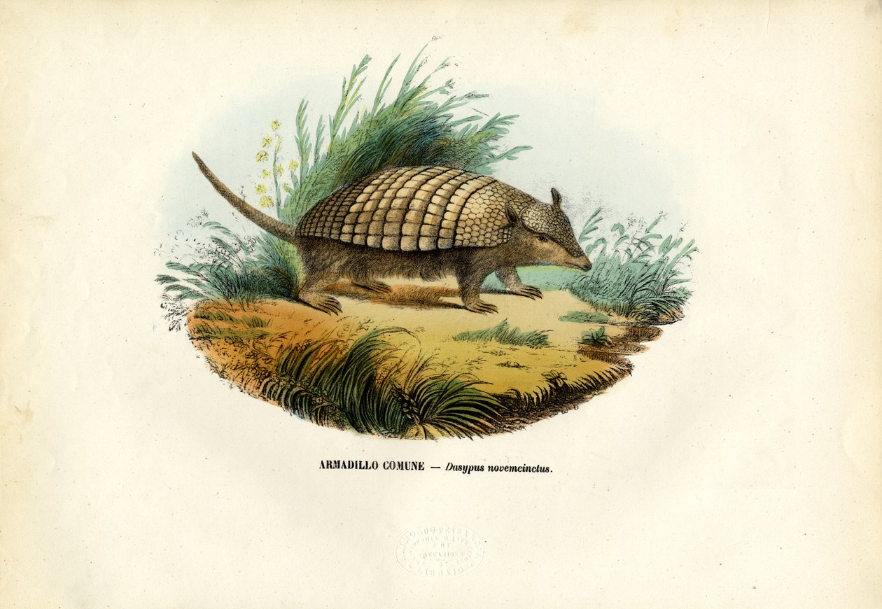 Yhdeksänkaistainen armadillo, 1863-79 tekijältä Raimundo Petraroja