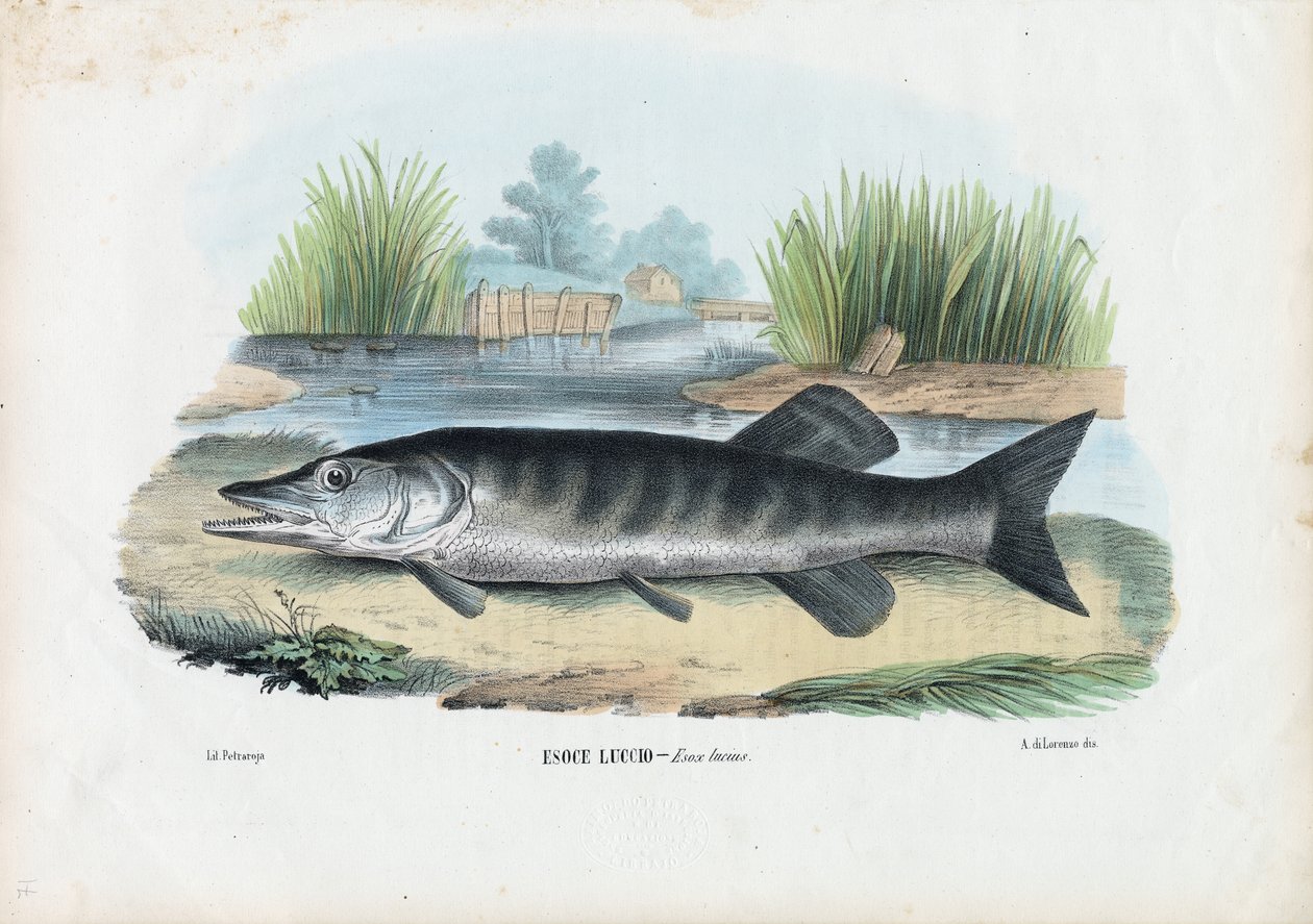 Pohjoinen hauki, 1863-79 tekijältä Raimundo Petraroja