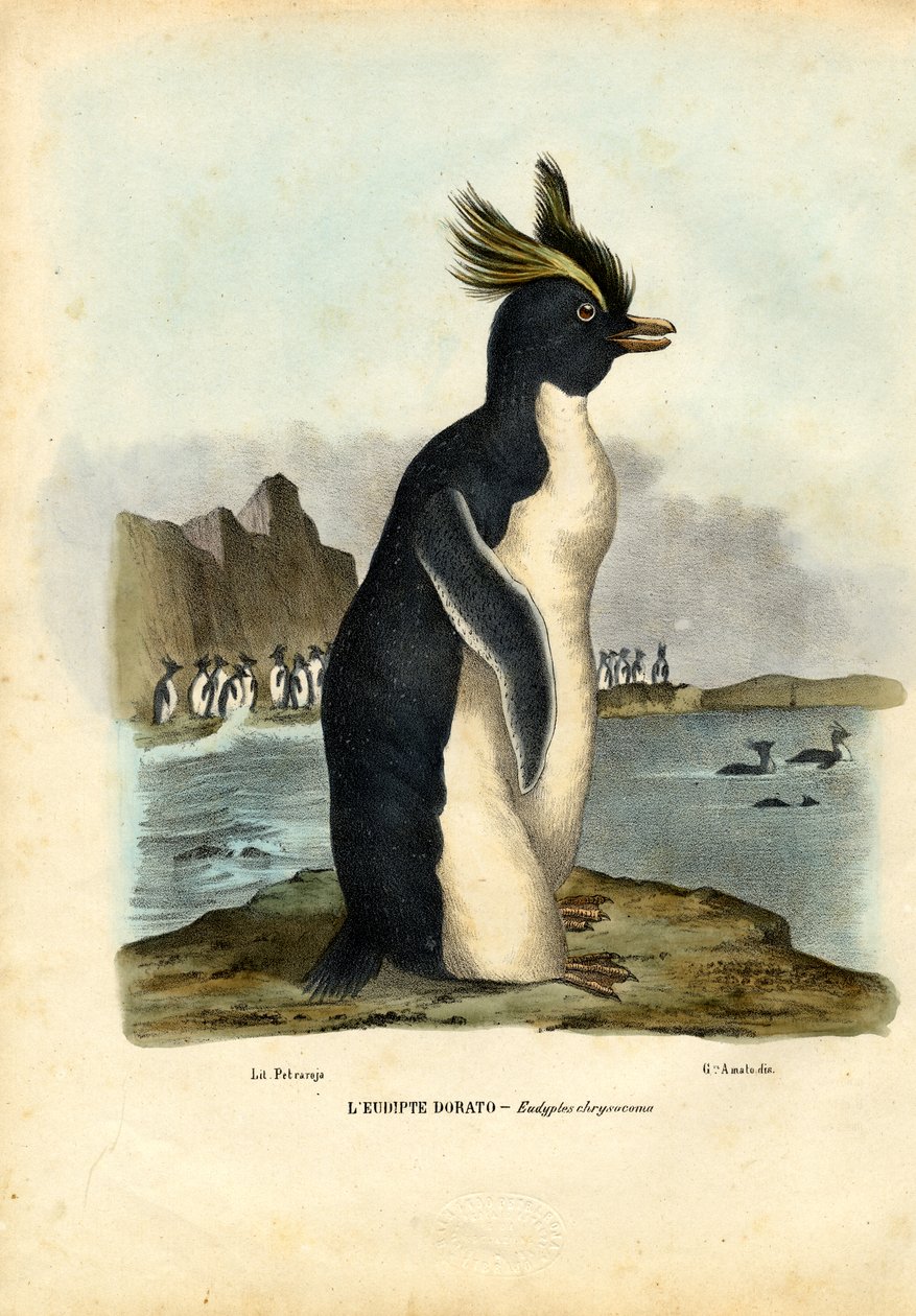 Northern Rockhopper Penguin, 1863-79 tekijältä Raimundo Petraroja
