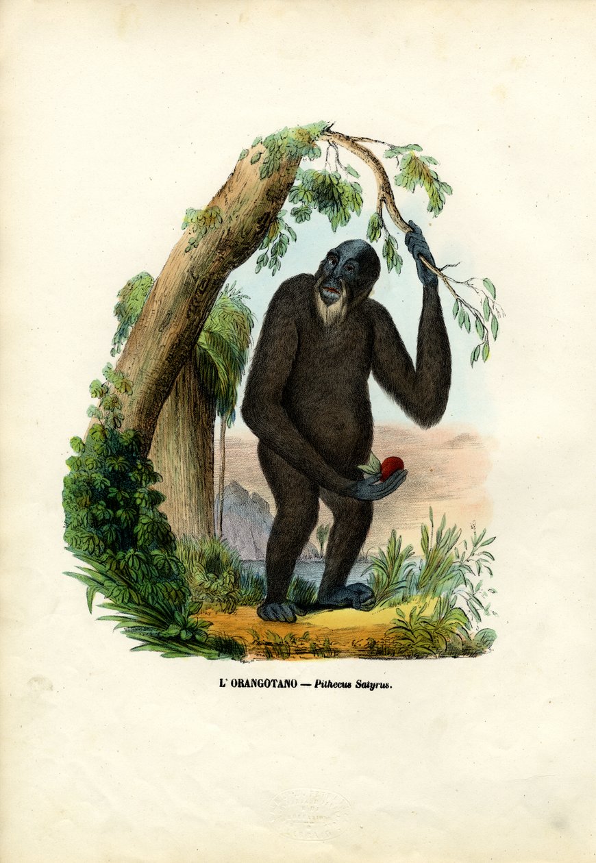 Orangoutan, 1863-79 tekijältä Raimundo Petraroja