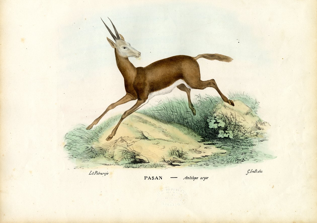 Oryx, 1863-79 tekijältä Raimundo Petraroja