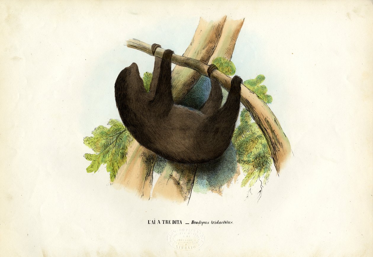 Pale-throated laiskuus, 1863-79 tekijältä Raimundo Petraroja