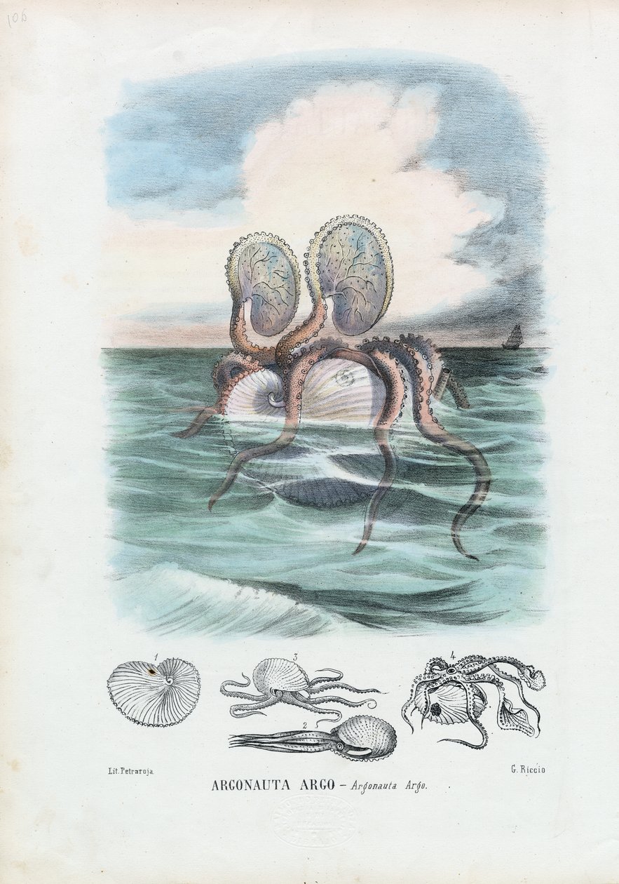 Paper Nautilus, 1863-79 tekijältä Raimundo Petraroja