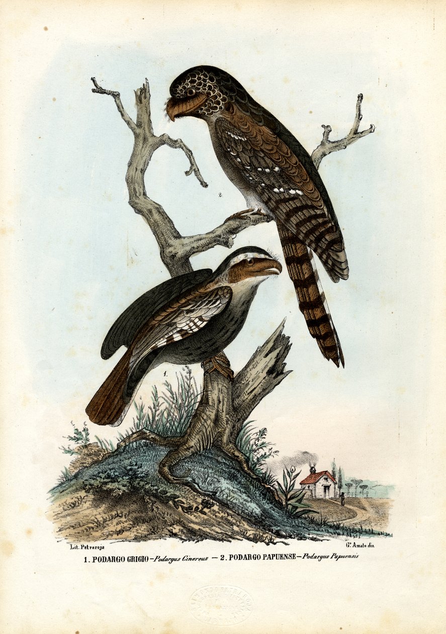 Papuan Frogmouth, 1863-79 tekijältä Raimundo Petraroja