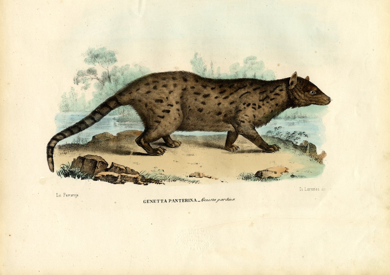Pardine Genet, 1863-79 tekijältä Raimundo Petraroja
