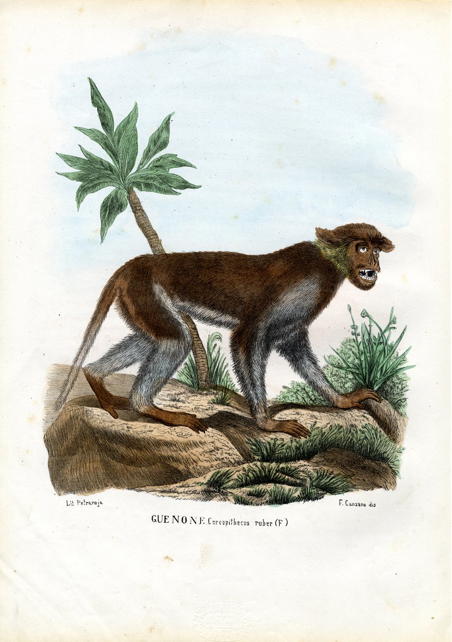 Patas Monkey, 1863-79 tekijältä Raimundo Petraroja