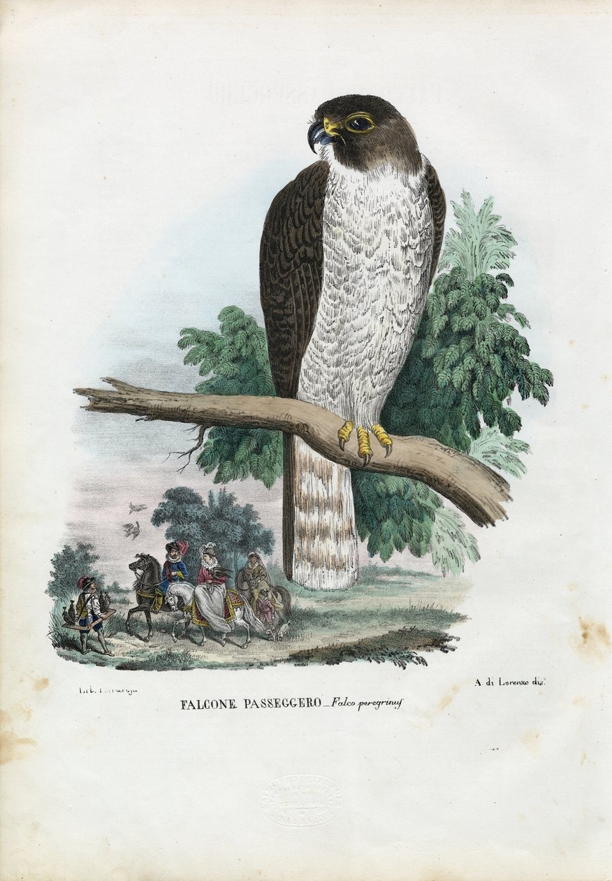 Peregrine Falcon, 1863-79 tekijältä Raimundo Petraroja