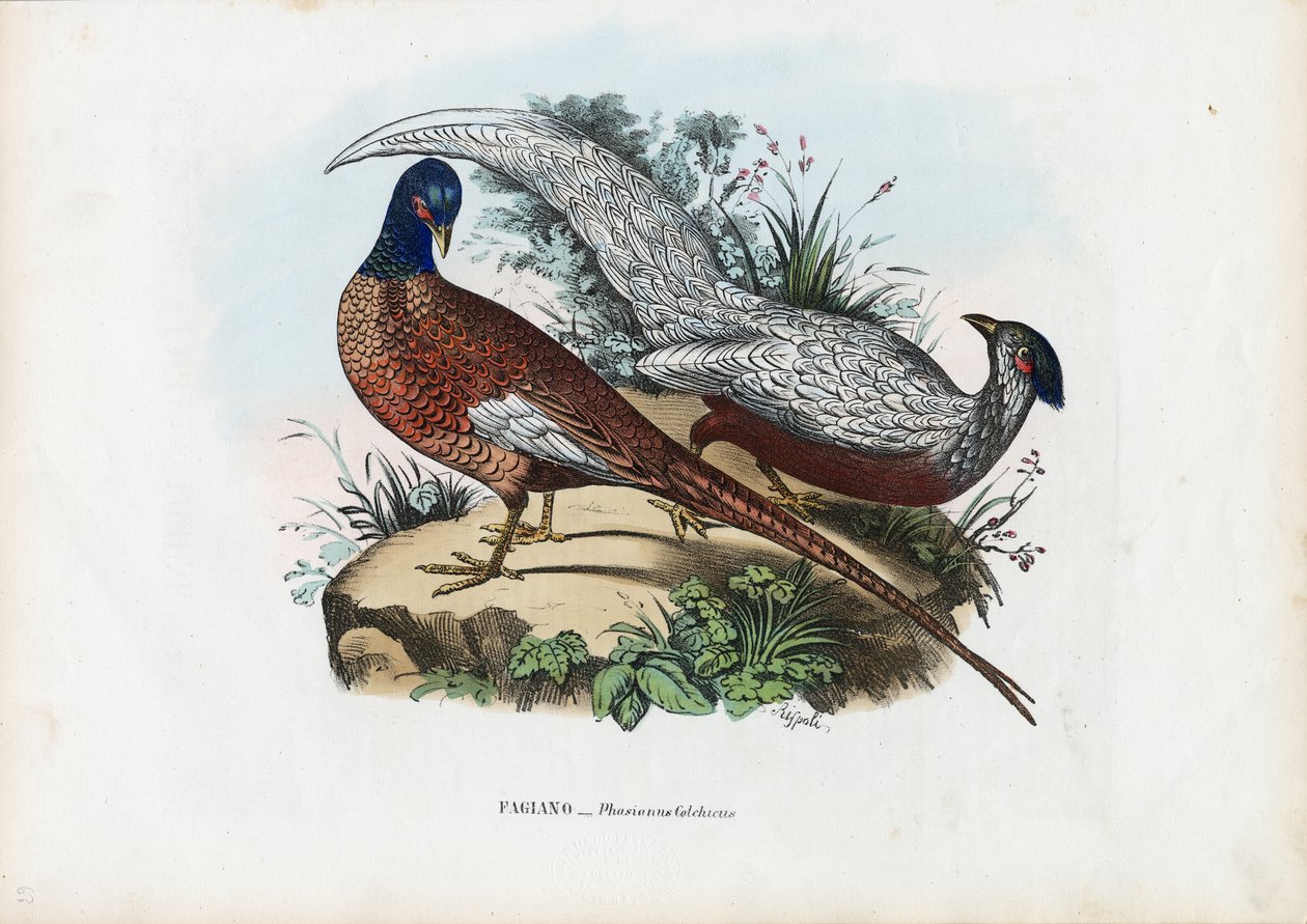 Fasaani, 1863-79 tekijältä Raimundo Petraroja