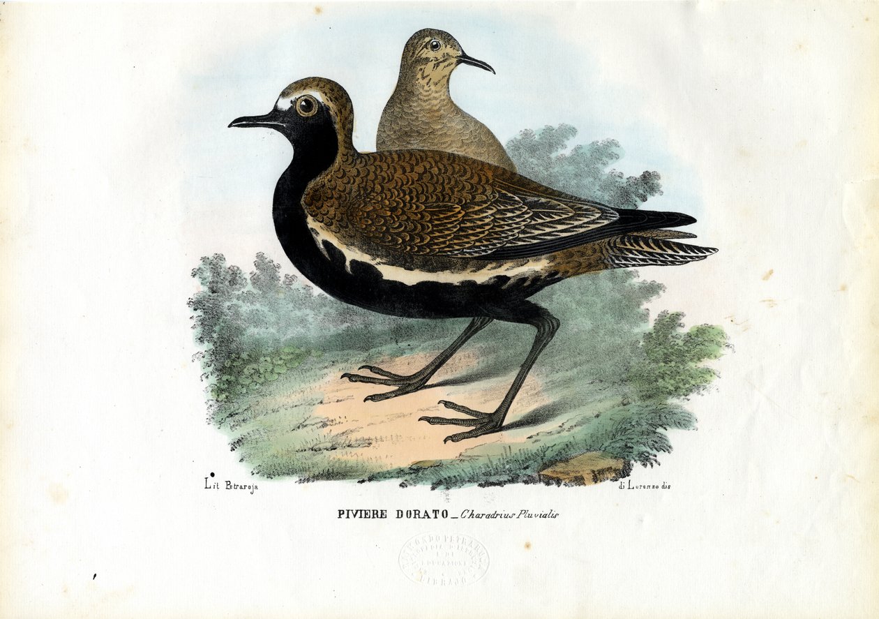 Plover, 1863-79 tekijältä Raimundo Petraroja