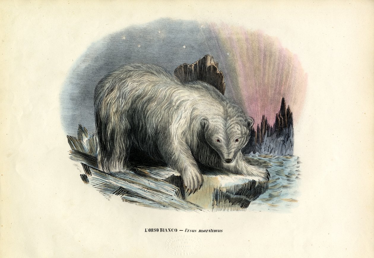 Jääkarhu, 1863-79 tekijältä Raimundo Petraroja