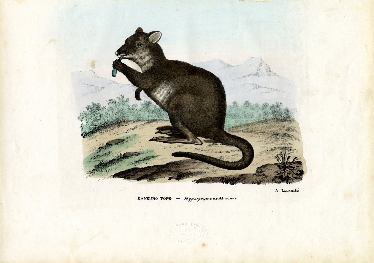 Potoru, 1863-79 tekijältä Raimundo Petraroja
