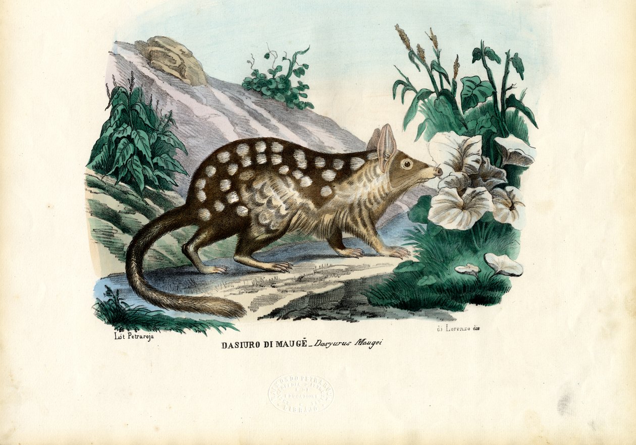 Quoll, 1863-79 tekijältä Raimundo Petraroja