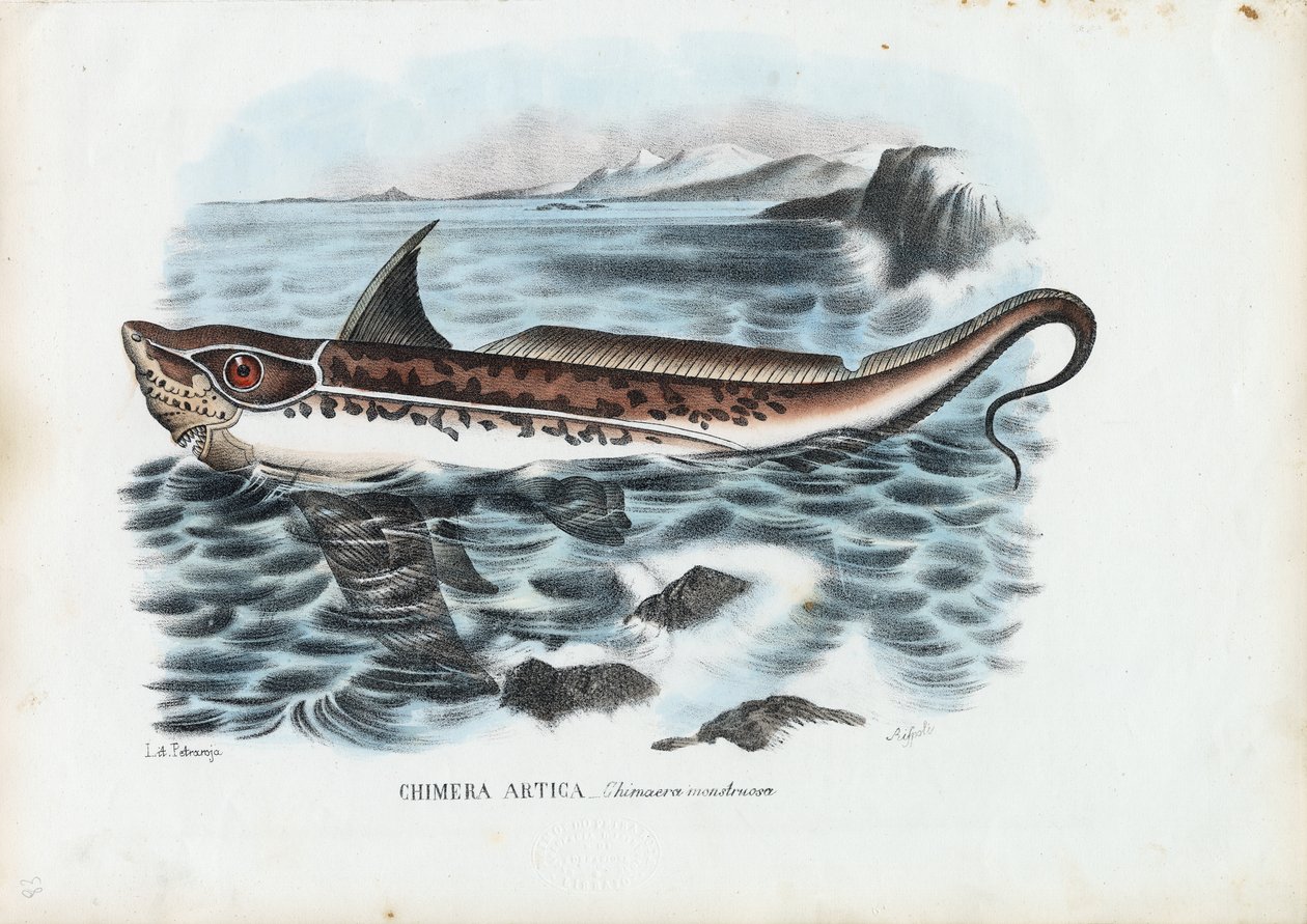 Rabbit Fish, 1863-79 tekijältä Raimundo Petraroja