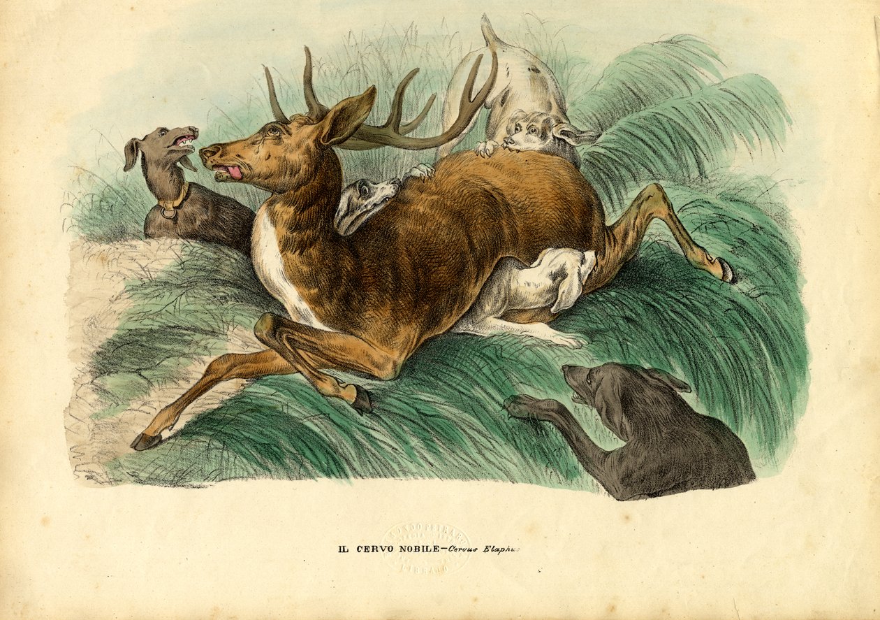 Red Deer, 1863-79 tekijältä Raimundo Petraroja