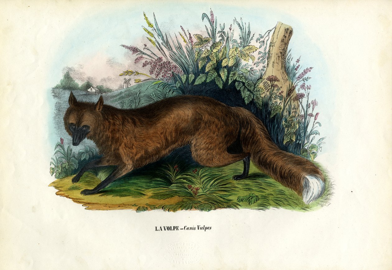Punakettu, 1863-79 tekijältä Raimundo Petraroja