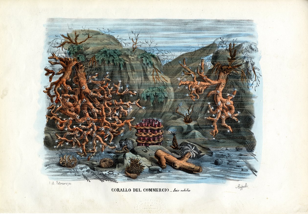 Red Isis Corals, 1863-79 tekijältä Raimundo Petraroja